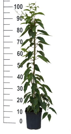 Bayernkiwi 3er-Set Mit Großfrüchtigen Sorten Actinidia Arguta 7 Bayernkiwi 3er-Set Mit Großfrüchtigen Sorten Actinidia Arguta -Garten Genuss Super Jumbo weissFvoRaFC425vl0