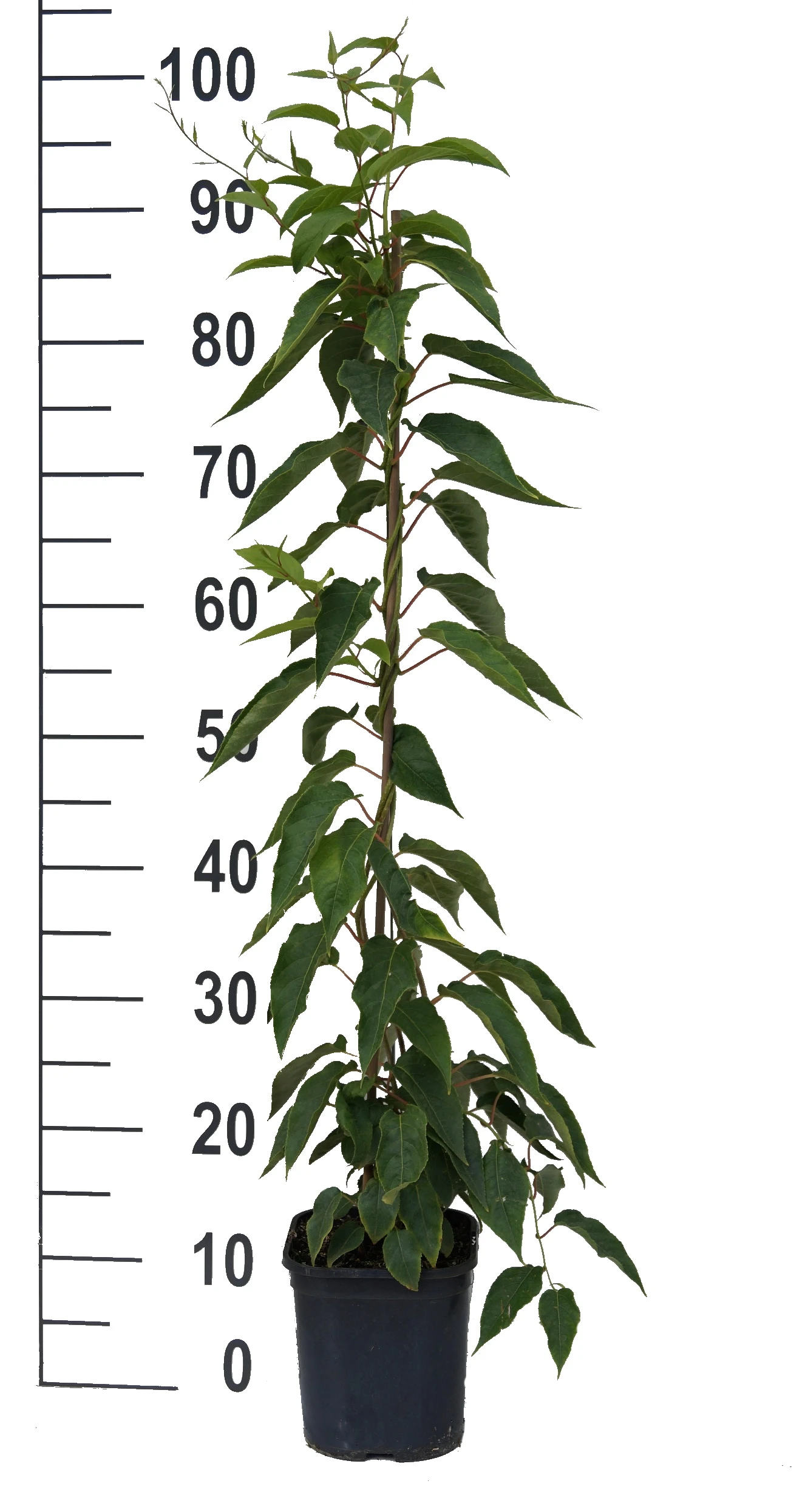 Bayernkiwi 3er-Set Mit Großfrüchtigen Sorten Actinidia Arguta 5 Bayernkiwi 3er-Set Mit Großfrüchtigen Sorten Actinidia Arguta – Bild 3