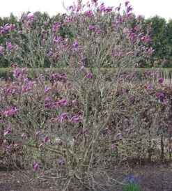 Purpur-Magnolie `Susan´ Magnolia Liliiflora `Susan´ -Garten Genuss Susan Bl tezeit