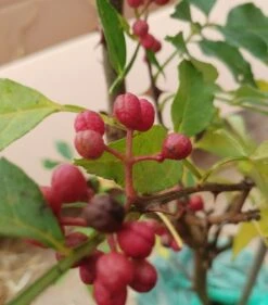 Szechuan Pfeffer Zanthoxylum Simulans 7 Szechuan Pfeffer Zanthoxylum Simulans -Garten Genuss Szechuan Pfeffer