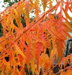 Essigbaum `Tiger Eyes´ Rhus Typhina `Tiger Eyes´ -Garten Genuss Tiger Eyes Rhus