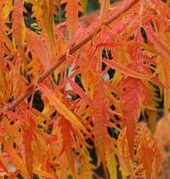 Essigbaum `Tiger Eyes´ Rhus Typhina `Tiger Eyes´ -Garten Genuss Tiger Eyes Rhus1