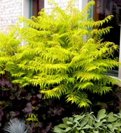 Essigbaum `Tiger Eyes´ Rhus Typhina `Tiger Eyes´ -Garten Genuss Tiger eyes Kordes Jungpflanzen