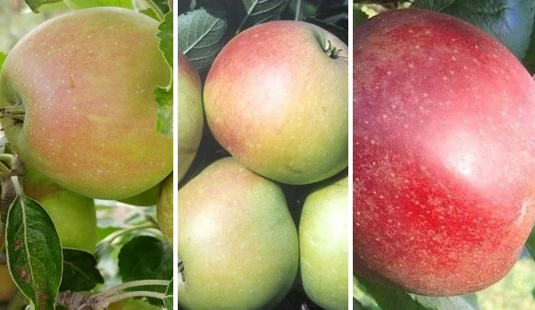 Drei-Sorten-Apfelbaum (Finkenwerder Prinz, James Grieve, Roter Boskoop) Malus Domestica 3 Drei-Sorten-Apfelbaum (Finkenwerder Prinz, James Grieve, Roter Boskoop) Malus Domestica