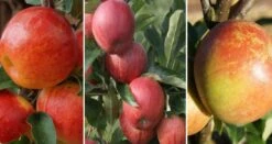 Drei-Sorten Apfelbaum (Gala, Elstar, Jonagold, Cox Orange) Malus Domestica