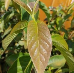 Schwarzer Tupelobaum Nyssa Sylvatica -Garten Genuss Tupelobaum Blatt