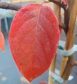 Schwarzer Tupelobaum Nyssa Sylvatica -Garten Genuss Tupelobaum herbstf rbung 1