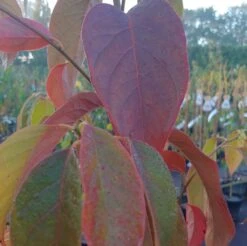 Schwarzer Tupelobaum Nyssa Sylvatica -Garten Genuss Tupelobaum herbstf rbung