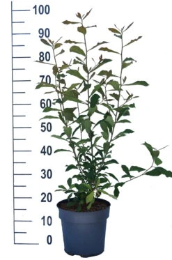 Schwarzer Tupelobaum Nyssa Sylvatica -Garten Genuss Tupelobaum weiss