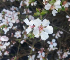 Nankingkirsche `Orient´ Prunus Tomentosa Orient -Garten Genuss Unbenannt