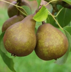 Uta Pyrus Communis `Uta´ -Garten Genuss Uta