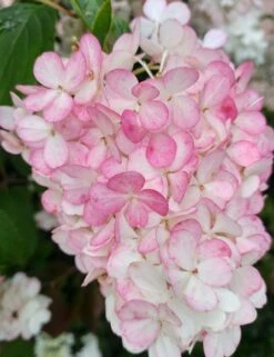 Rispenhortensie `Vanille-Fraise´ Hydrangea Paniculata `Vanille Fraise´ -Garten Genuss Vanille Fraise 2017