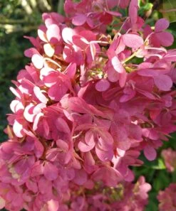 Rispenhortensie `Vanille-Fraise´ Hydrangea Paniculata `Vanille Fraise´ -Garten Genuss Vanille fraise August