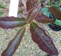 Amerikanischer Schneeball `Brandywine´ Viburnum Nudum `Brandywine´ -Garten Genuss Viburnum Brandywine Herbstf rbung