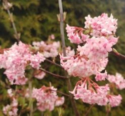 Duftender Winterschneeball `Dawn´ Viburnum Bodnantense `Dawn´ -Garten Genuss Viburnum Dawn2