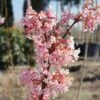 Duftender Winterschneeball `Dawn´ Viburnum Bodnantense `Dawn´ -Garten Genuss Viburnum Dawn9