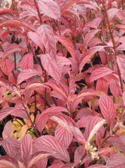 Duftender Winterschneeball `Dawn´ Viburnum Bodnantense `Dawn´ -Garten Genuss Viburnum bodnantense dawn herbstf rbung