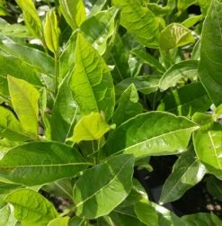 Amerikanischer Schneeball `Brandywine´ Viburnum Nudum `Brandywine´ -Garten Genuss Viburnum nudum 2