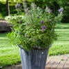 Zwerg-Mönchspfeffer `Blue Puffball´ ® Vitex Agnus-castus 1 Zwerg-Mönchspfeffer `Blue Puffball´ ® Vitex Agnus-castus -Garten Genuss Vitex BluePuffball 6