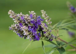 Zwerg-Mönchspfeffer `Blue Puffball´ ® Vitex Agnus-castus -Garten Genuss Vitex BluePuffball 7