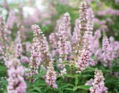 Mönchspfeffer `Pink Pinnacle®´ Vitex Agnus-castus