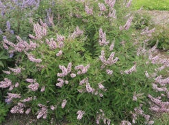 Mönchspfeffer `Pink Pinnacle®´ Vitex Agnus-castus -Garten Genuss Vitex Pink Pinnacle1