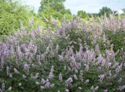 Mönchspfeffer `Pink Pinnacle®´ Vitex Agnus-castus -Garten Genuss Vitex Pink Pinnacle2