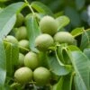 Walnuss `Fernette´ Juglans Regia -Garten Genuss Waln sse am Baum