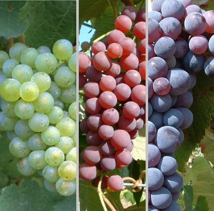 Weinreben Set - Rosé, Hell, Dunkel Vitis 3 Weinreben Set - Rosé, Hell, Dunkel Vitis