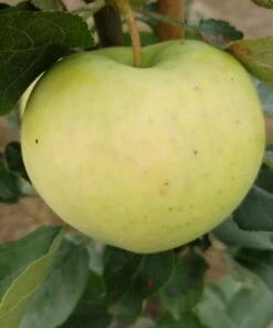 Weißer Klarapfel Malus Domestica -Garten Genuss Weisser Klarapfel 1