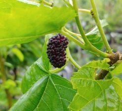 Veredelte Maulbeere `Wellington´ Morus-Hybride