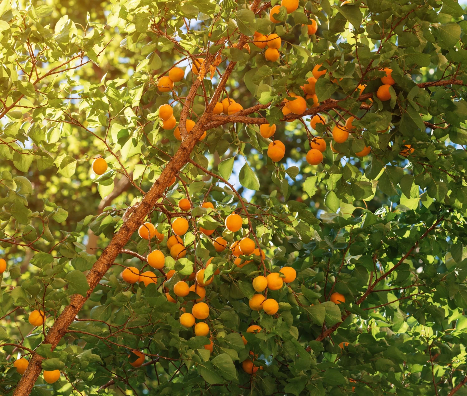 Wildaprikose Prunus Armeniaca 3 Wildaprikose Prunus Armeniaca