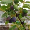 Sibirische Blaubeere / Honigbeere `Wojtek´ Lonicera Kamtschatica `Wojtek´ -Garten Genuss Wojtek sibirische blaubeere