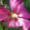 Hibiskus `Woodbridge´ Hibiscus Syriacus `Woodbridge´ -Garten Genuss Woodbridge