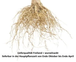 Säulenapfel Spurkoop Malus Domestica `Spurkoop´ 7 Säulenapfel Spurkoop Malus Domestica `Spurkoop´ -Garten Genuss Wurzelnackt Bild f r Shop478K3gmRTDb7G