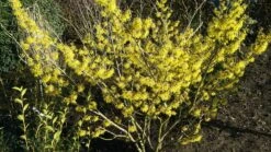 Zaubernuss `Arnold Promise´ Hamamelis X Intermedia `Arnold Promise´ -Garten Genuss Zaubernuss