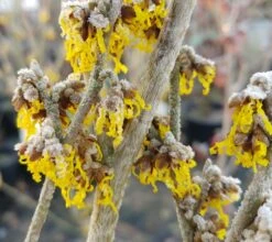 Zaubernuss `Arnold Promise´ Hamamelis X Intermedia `Arnold Promise´ -Garten Genuss Zaubernuss 4