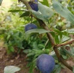 Zibarte Voraussichtlich Ab Juni/Juli Wieder Verfügbar 9 Zibarte Voraussichtlich Ab Juni/Juli Wieder Verfügbar -Garten Genuss Zibarte 2