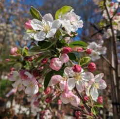 Zierapfel `Evereste´ Malus -Garten Genuss Zierapfel Evereste