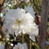 Zierpfirsich `Taoflora ® White´ (mit Essbaren Früchten) Prunus Persica `Taoflora ® White´ -Garten Genuss Zierpfirsich weiss