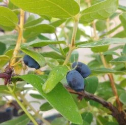 Sibirische Blaubeere / Honigbeere `Zojka Lonicera Kamtschatica `Zojka´ -Garten Genuss Zojka sibirische Blaubeere