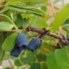 Sibirische Blaubeere / Honigbeere `Zojka Lonicera Kamtschatica `Zojka´ -Garten Genuss Zojka sibirische Blaubeere1