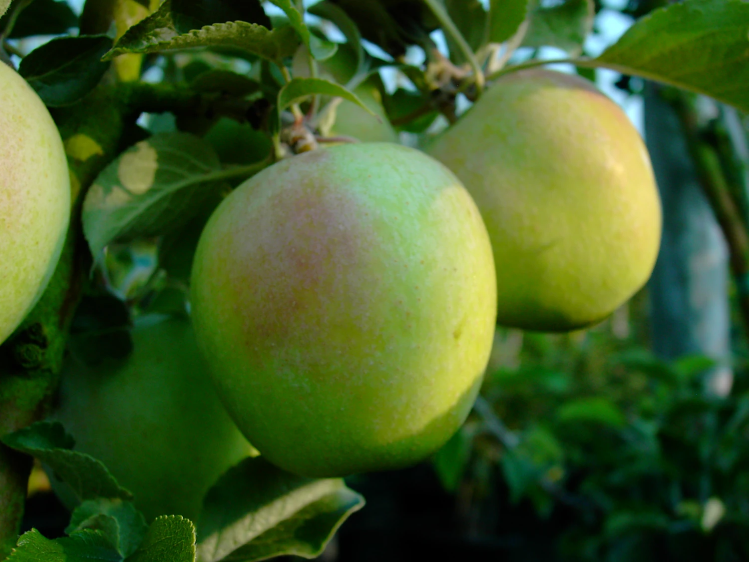 Zuccalmaglios Renette Malus Domestica 3 Zuccalmaglios Renette Malus Domestica