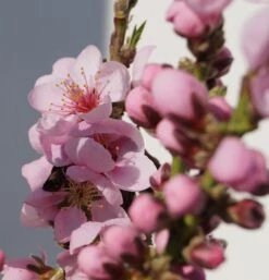 Zwergnektarine `Rubis® Necta ZeeⓈ´ Prunus Nucipersica -Garten Genuss Zwerg nektarine bl te