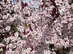 Zwergblutpflaume Prunus Cistena -Garten Genuss Zwergblutpflaume Bl tezeit
