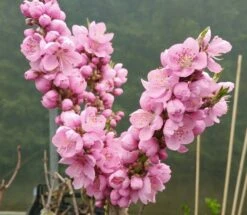 Zwergnektarine `Nectarella´ Prunus Nucipersica -Garten Genuss Zwergnektarine Bl te