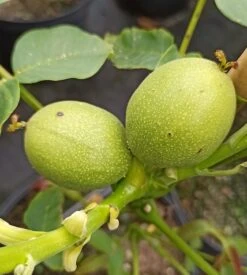 Zwerg-Walnuss Juglans Regia Var. Fertilis -Garten Genuss Zwergwalnuss3
