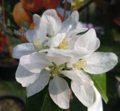 Alkmene Malus Domestica -Garten Genuss almene