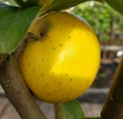 Garten Genuss 45 Ananasrenette - Säulenform Malus Domestica `Ananasrenette´