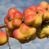 Apistar® Malus Domestica `Apistar´ -Garten Genuss apfel sternapi fruechte